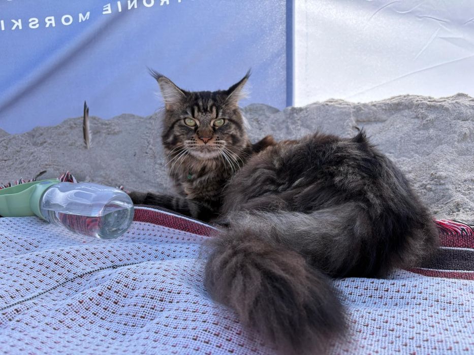 Maine coon koteczka Kami