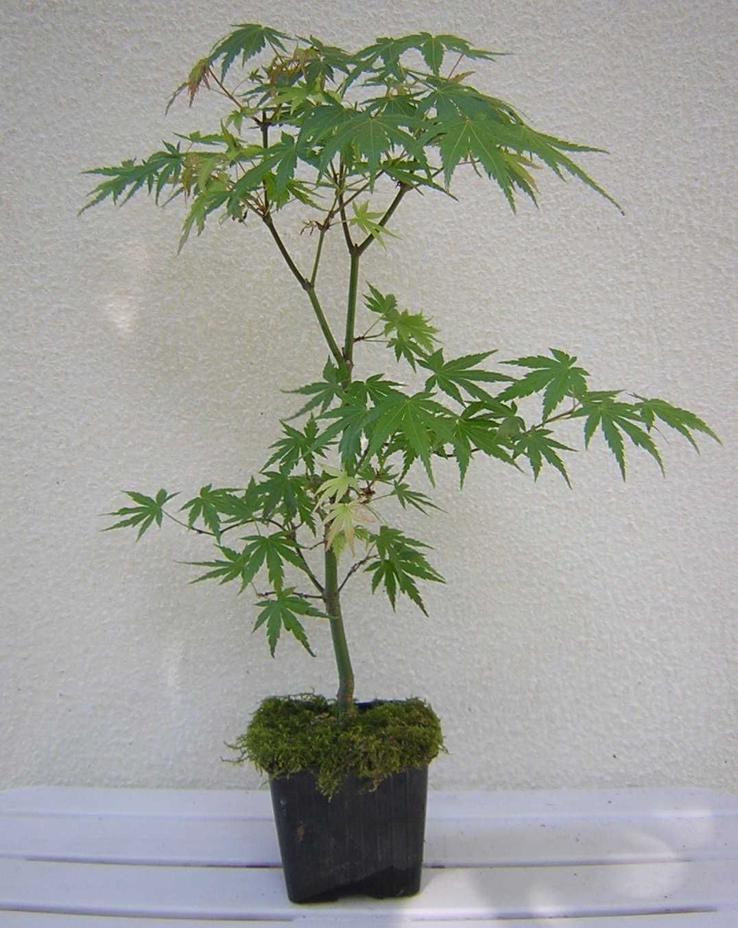 Acer palmatum para bonsai