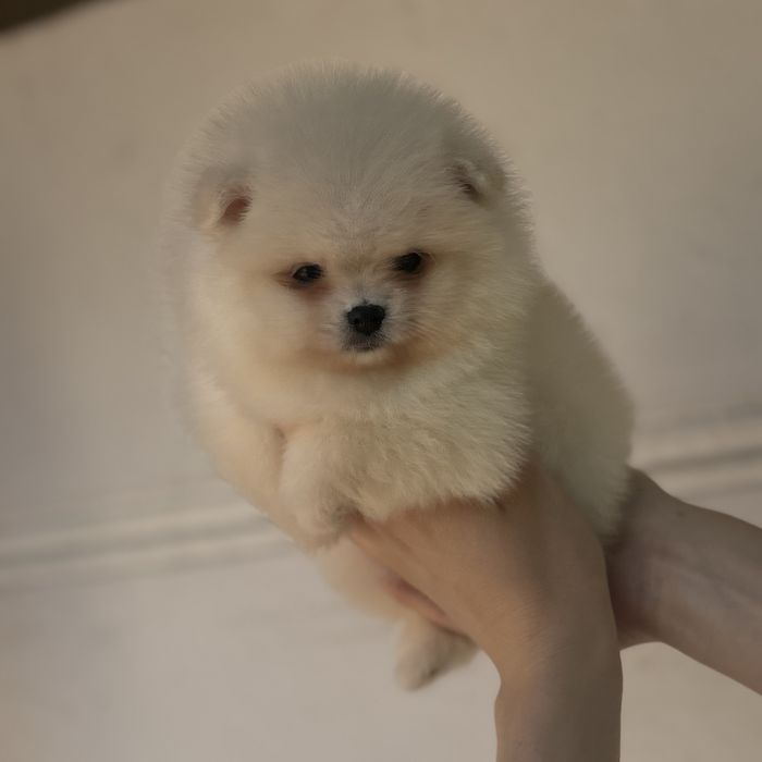 дівчина тип ведмедика шоу классу