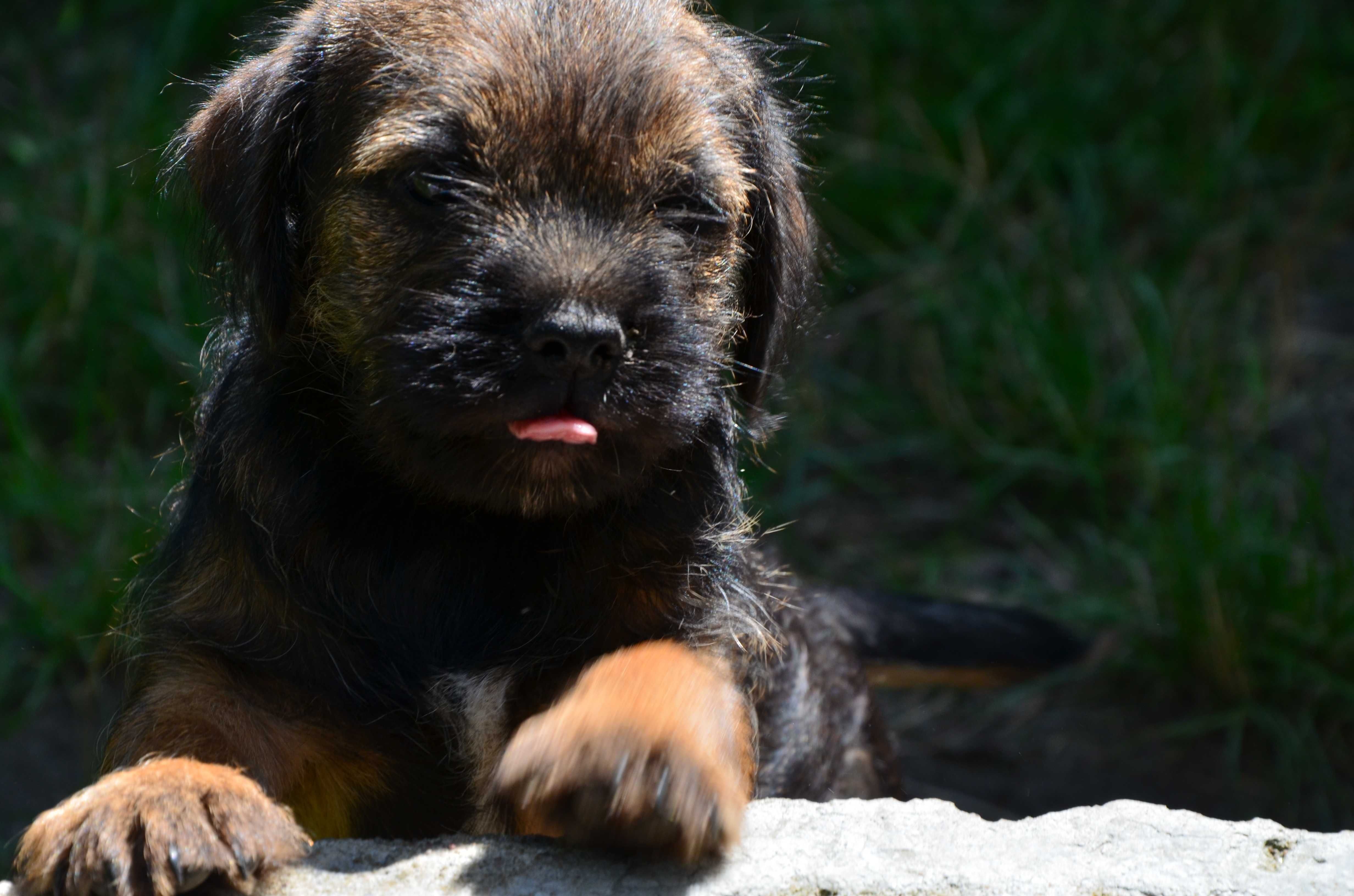 Border Terrier szczenię ZKwP, FCI rezerwacja, lipiec 2025