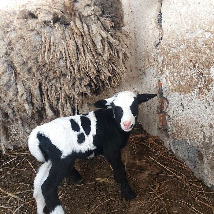 Дорпер, крос-дорпер.