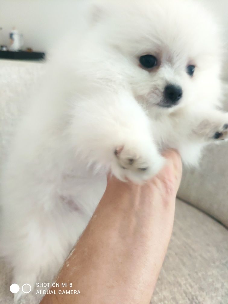 Spitz anão,Lulu da Pomerânia