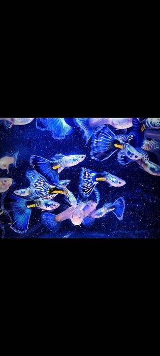 Gupik gupiki Galaxy blue tail