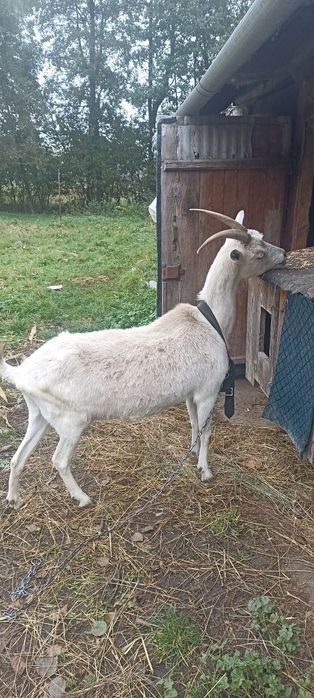 Продам козу та козеня