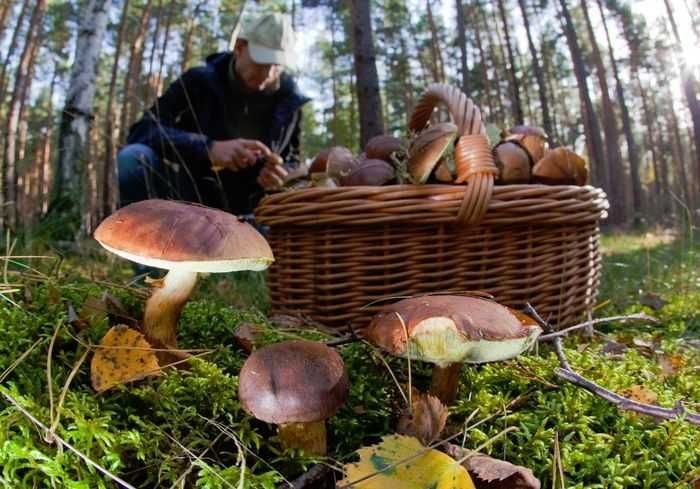 Поездки за грибами!
