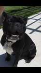 Dog Walker - Oeiras