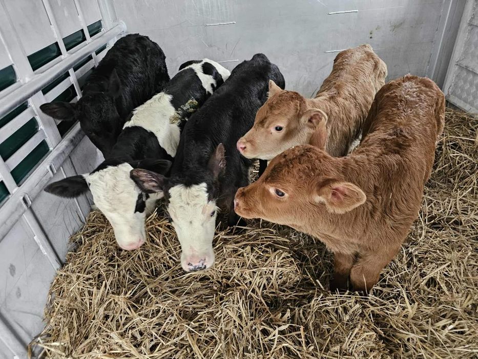 8 byczkow Miesnych MM 6 tygodni Polskie