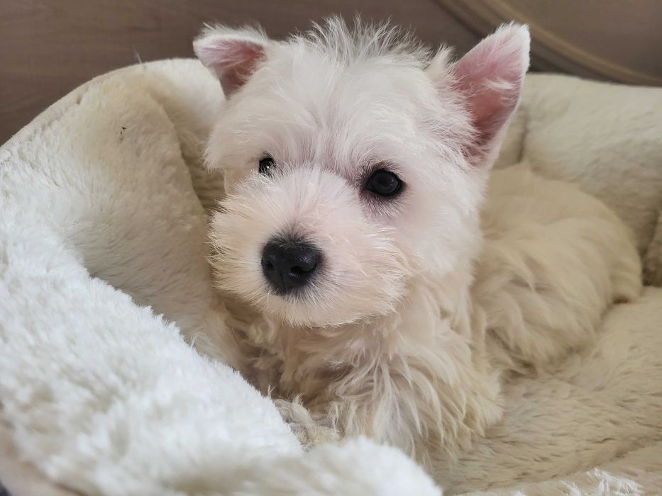 Вест Хайленд Уайт Тер'єр