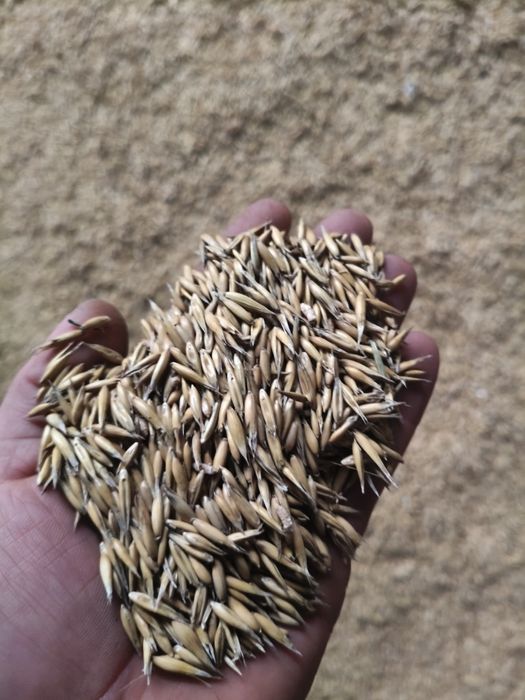 Owies jary.Czysty.Możliwy transport