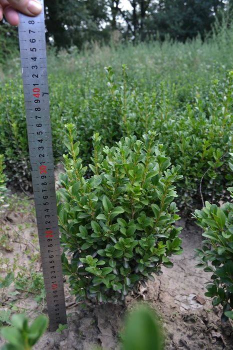 Самшит вічнозелений 30-40 см