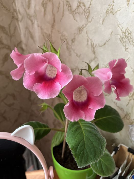 Продам кімнатні квіти