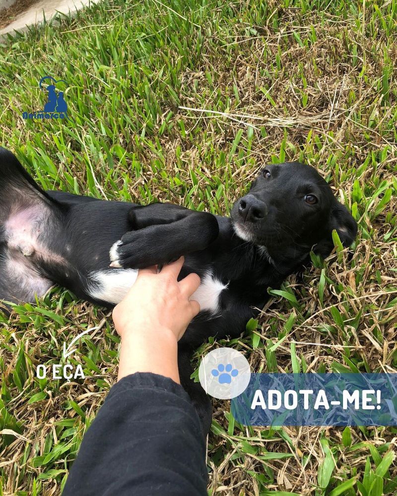Eça cachorro para adoção ficará medio