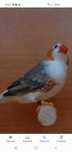 Mandarins gigantes
