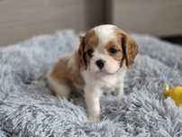Cavalier King Charles Spaniel - suczka blenheim