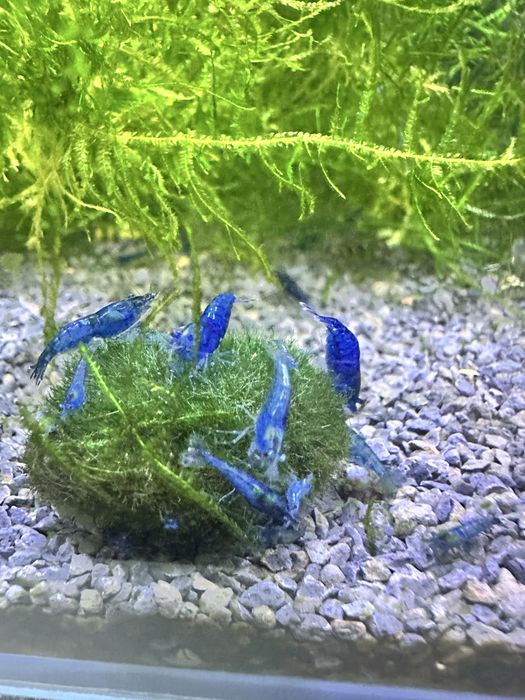 Neocaridina blue dream