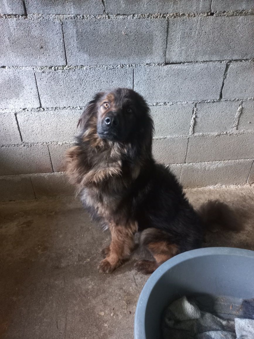 Cão serra de estrela