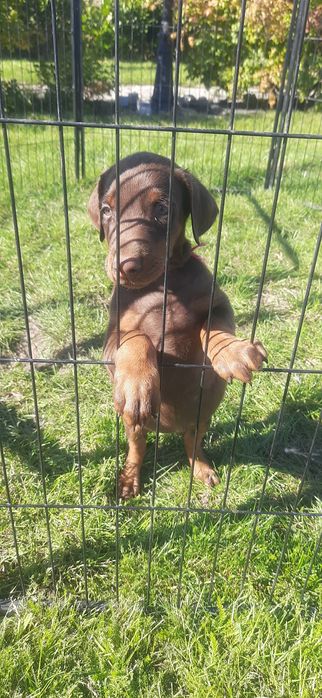 DOBERMAN europejski czystej rasy suczka ostatnia!
