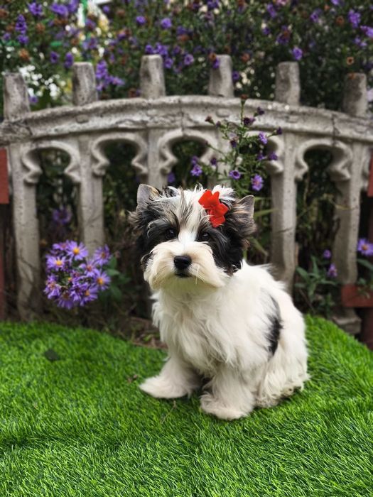 Яркая девченка Бивер Йорк