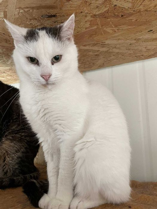 Magnat-Kotek szuka domu