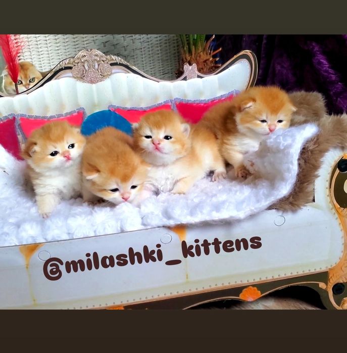 Доверчивые, ручные и ласковые малыши. Золотая шиншилла.