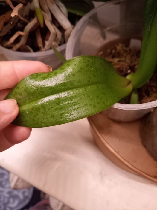 Продам  детку, детку орхидеи одарион парфюмированная фабрика