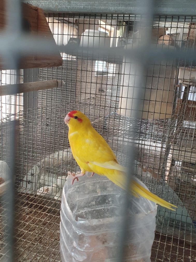 Kakarikis macho Amarelo anilhado de 2025