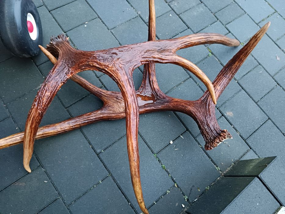 Poroże Rosochy łosia  – naturalne, duże, dekoracyjne