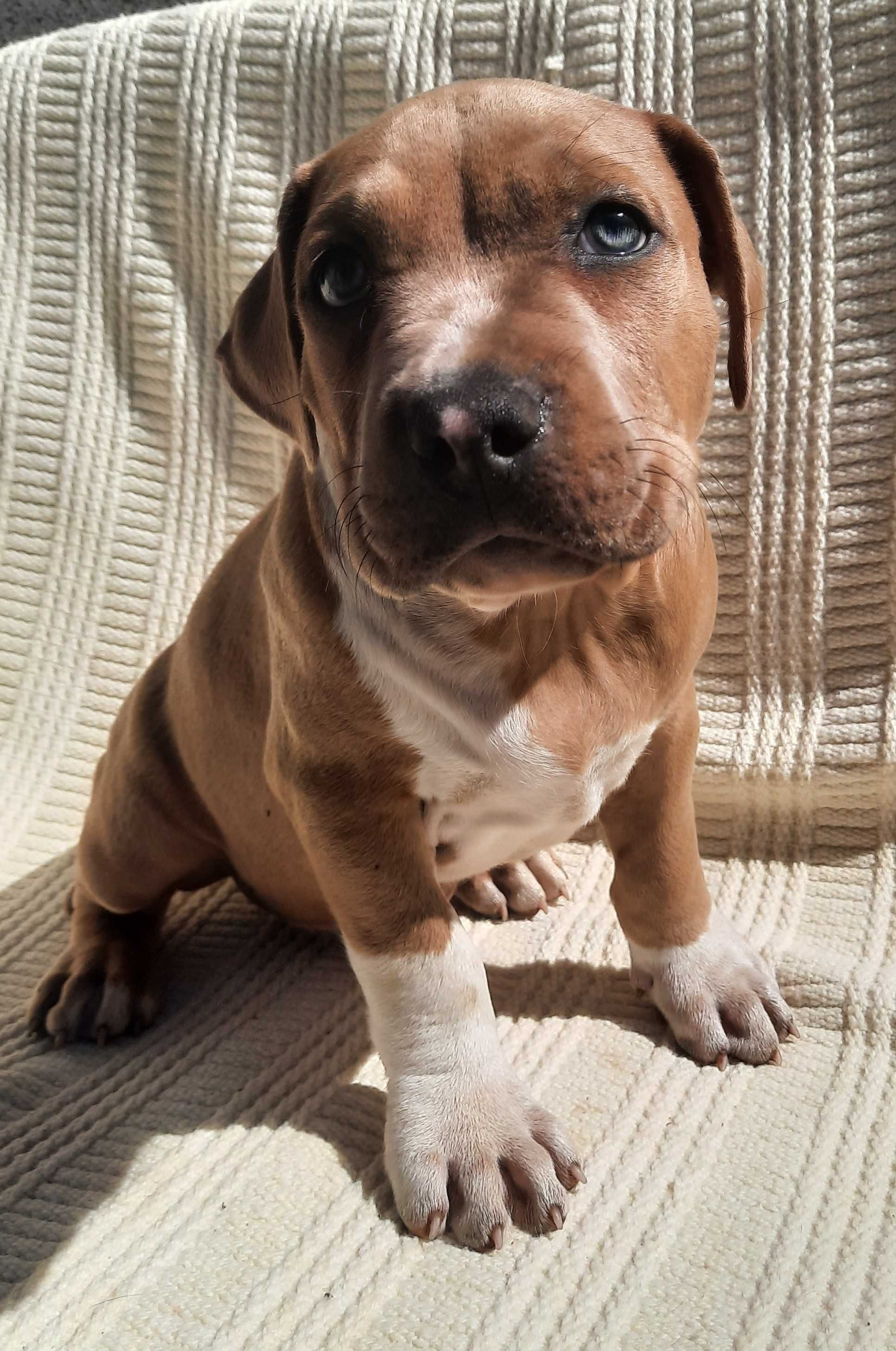 Piesek Amstaff American Staffordshire Terrier