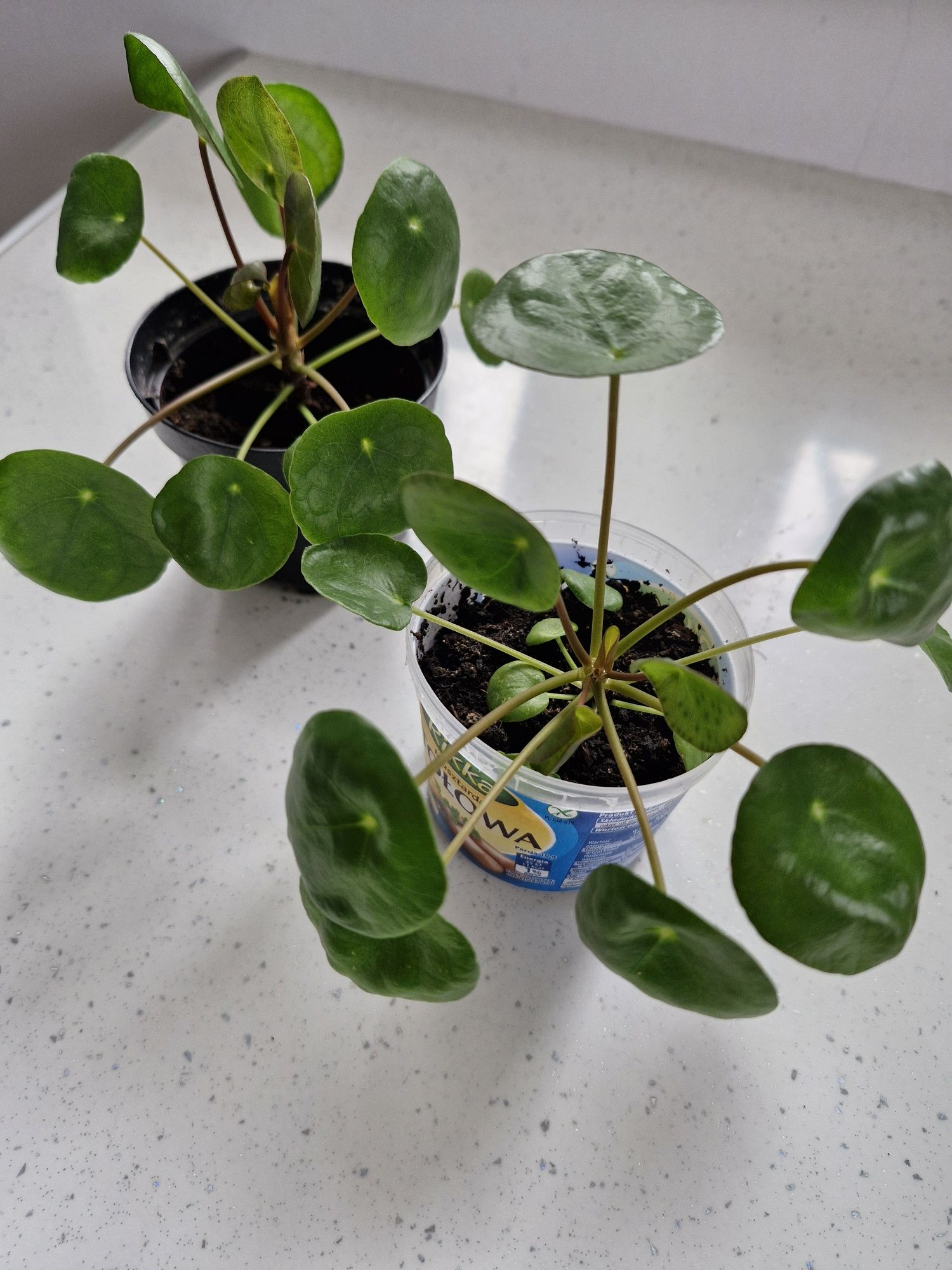 Pilea pieniążek rośliny kwiatek