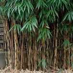 Bambu Pseudosasa Japonica