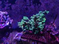 Koralowiec SPS Hydnopora Green fluo