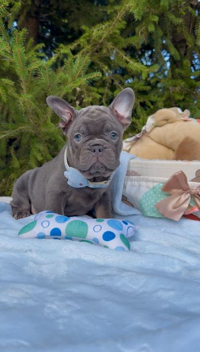 Buldog Francuski chłopak Lilac tan