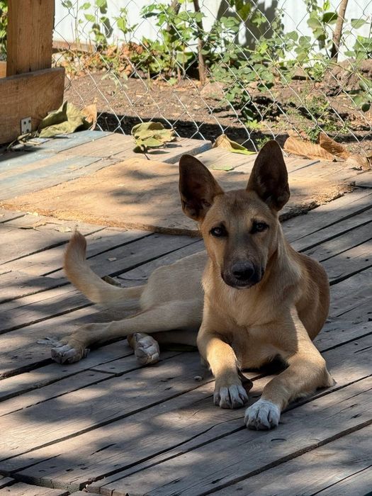 Отдам даром в добрые руки щенка