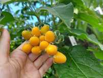 Tamarilho Anão - Solanum Abutiloides