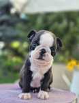 Boston Terrier- piesek, ZkwP, FCI!