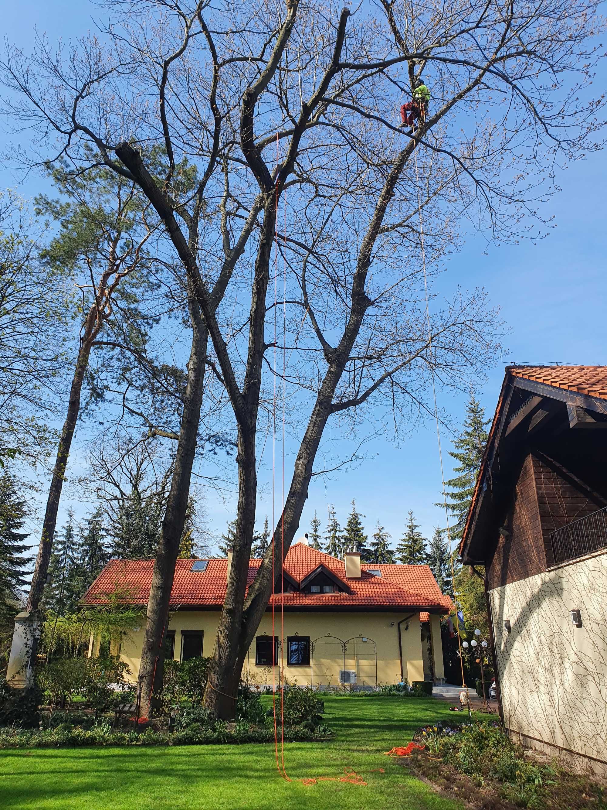 Wycinka drzew, podnośnik koszowy, czyszczenie działek, rębak