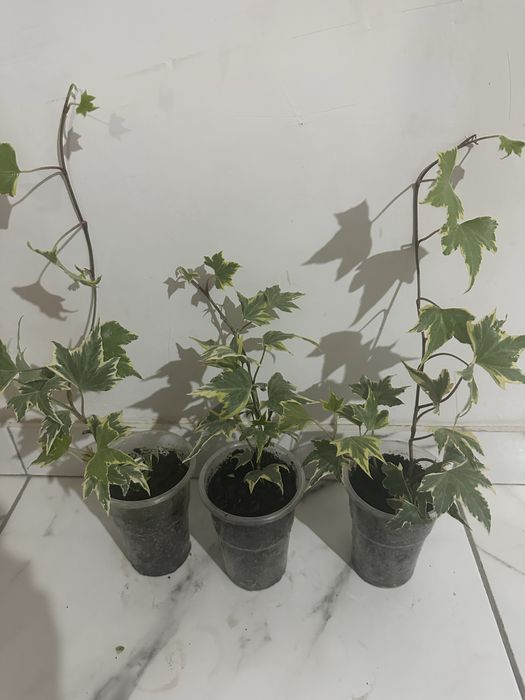 Варієгатний кімнатний плющ