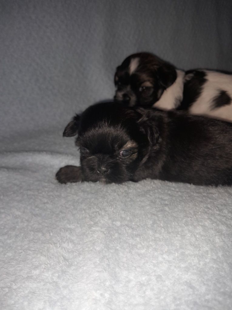 SHIH  TZU piesek