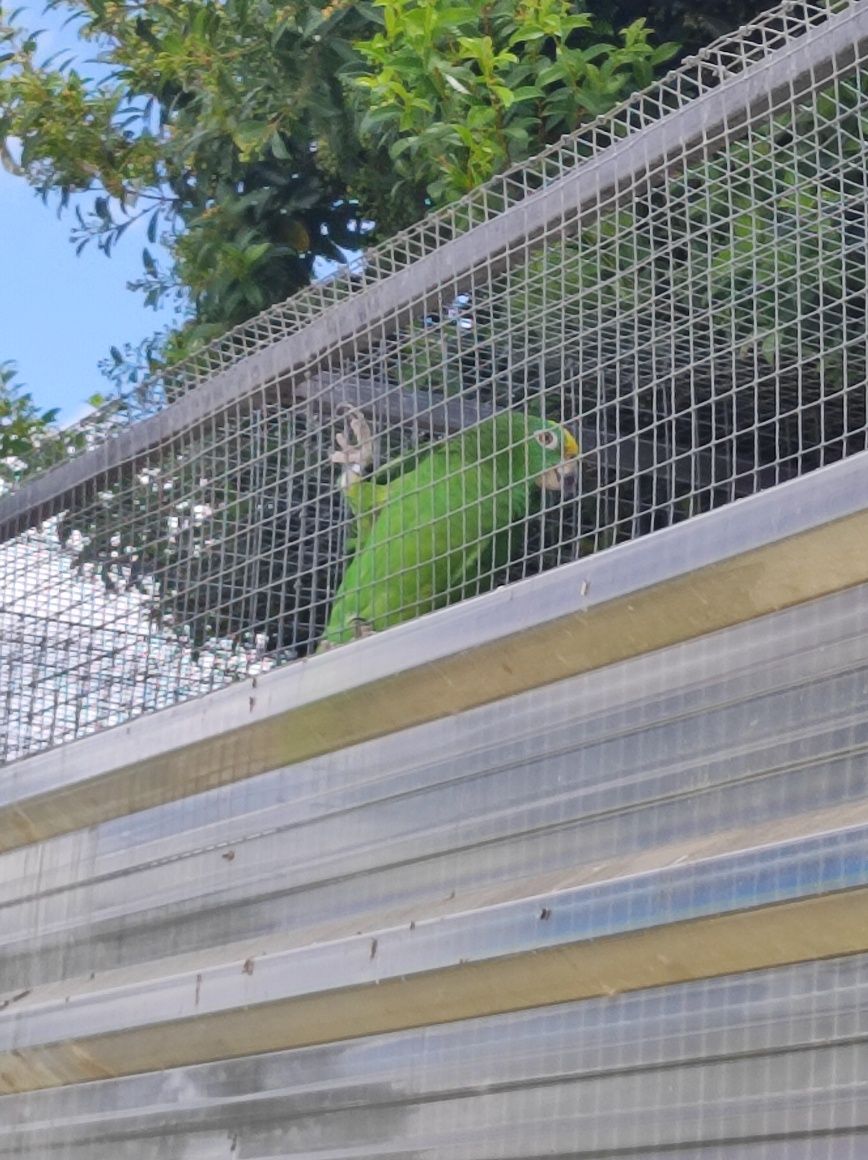Amazona Ochrocephala panamensis