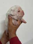 Cachorra fêmea branca