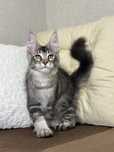 Tequila-kotka Maine Coon