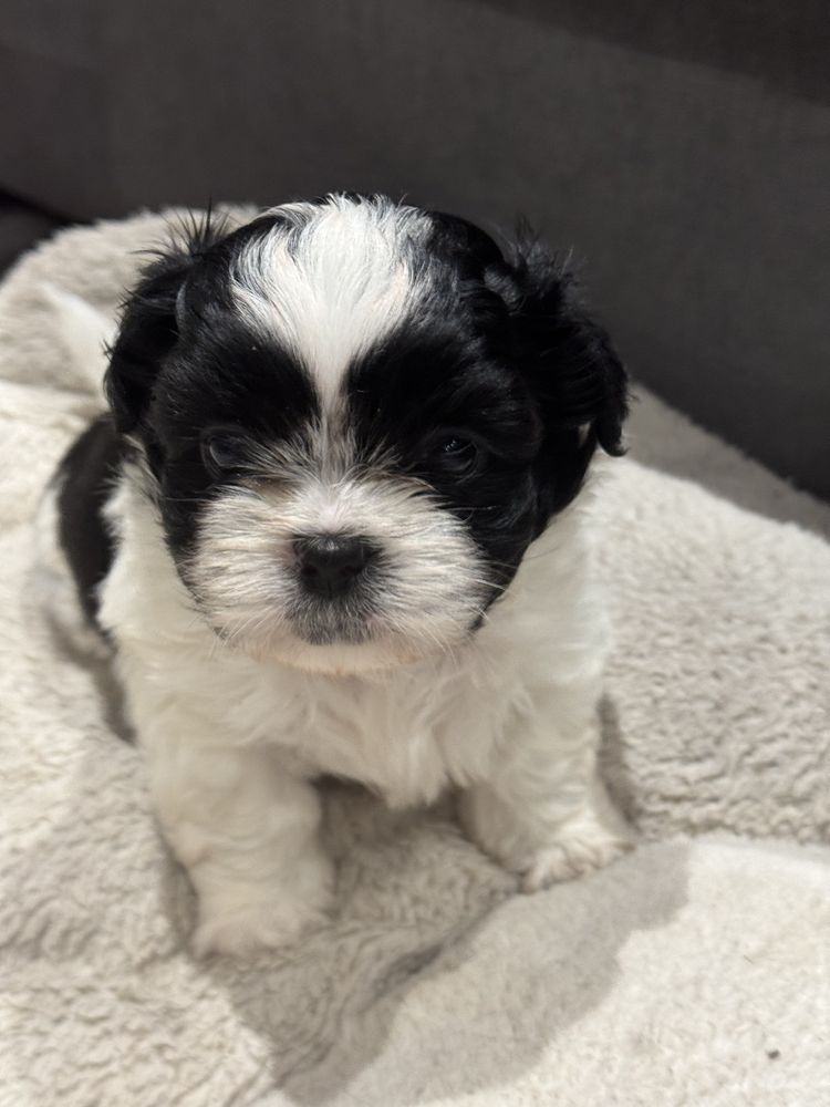 Słodki piesek Shih Tzu