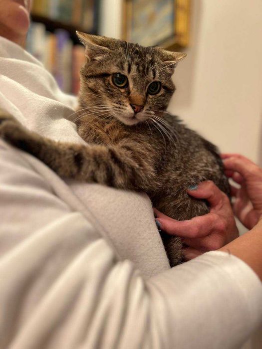 кошеня 8 місяців, лагідний котик,кіт, красивий