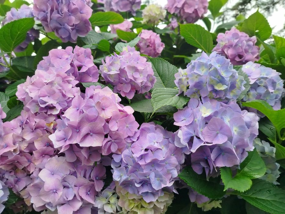 Гортензія Хамелеон