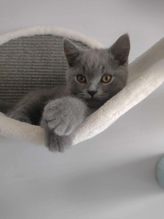 Kot brytyjski Niebieski