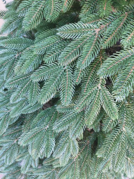 Штучна ялинка | ялинка сосна, різдвяна ялинка, лита ялинка Альпійська