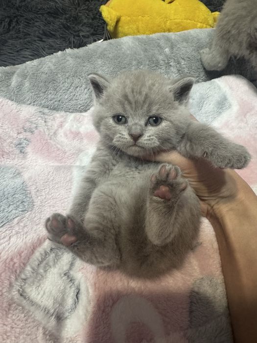 Kot brytyjski Brytyjskie kocurek brytyjczyk z Rodowdem i Chipem