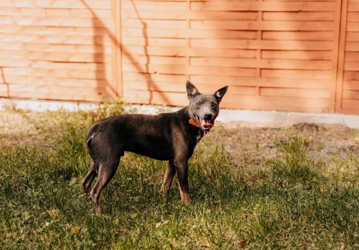 Jestem Cygi, proszę nie omijaj mnie... Adoptujesz?