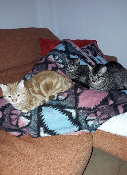 Petsitting Lisboa e dogwalking