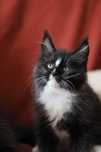 Gatinho Maine coon macho